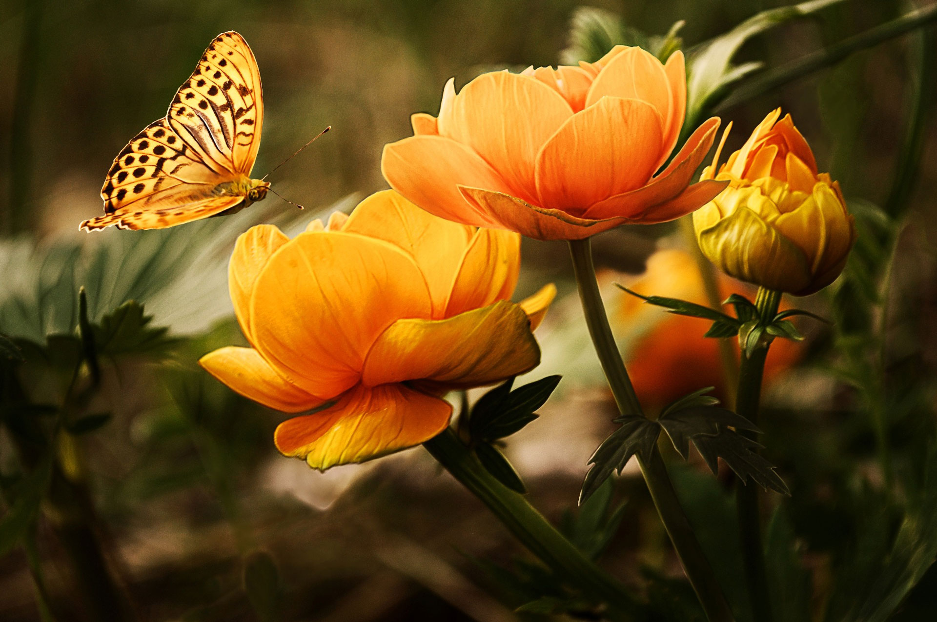 flowers-background-butterflies-beautiful-87452