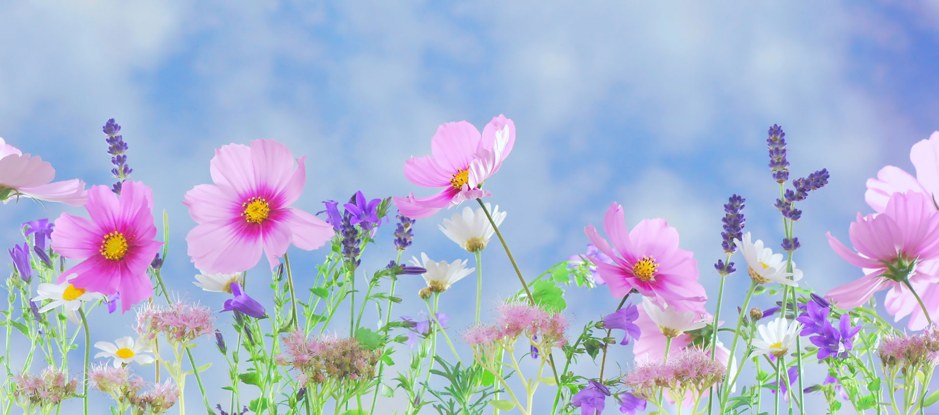 wild-flowers-flowers-plant-macro-40797